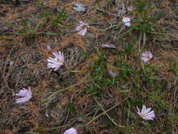 Image of Erigeron silenifolius (Turcz. ex DC.) Botsch.