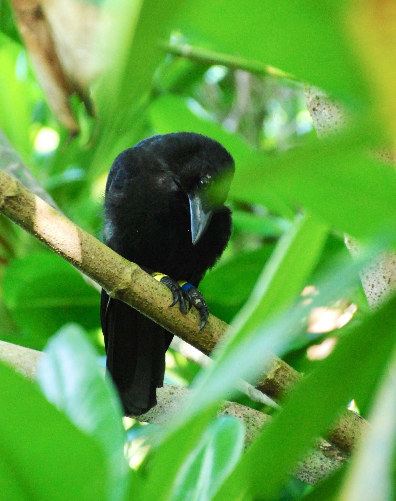 Image of Guam Crow