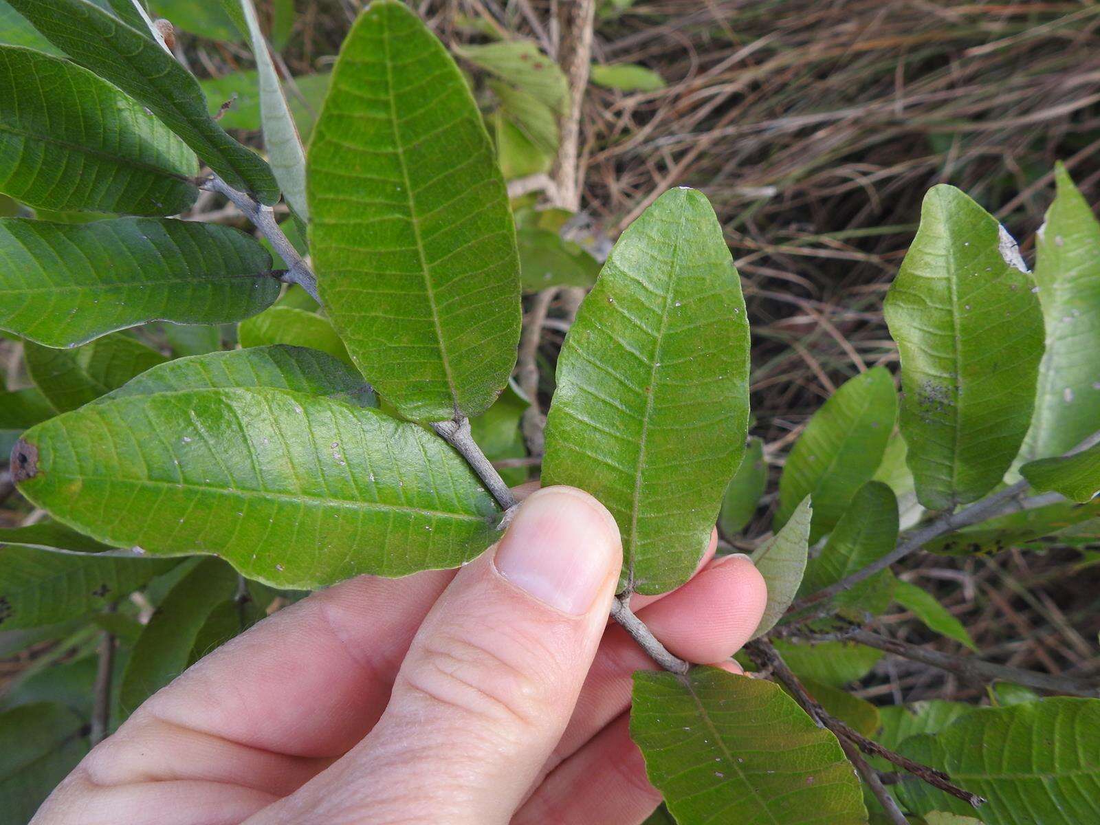 Image of Parinari curatellifolia Planch. ex Benth.