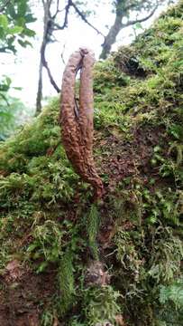 Image of Xylaria telfairii (Berk.) Sacc.