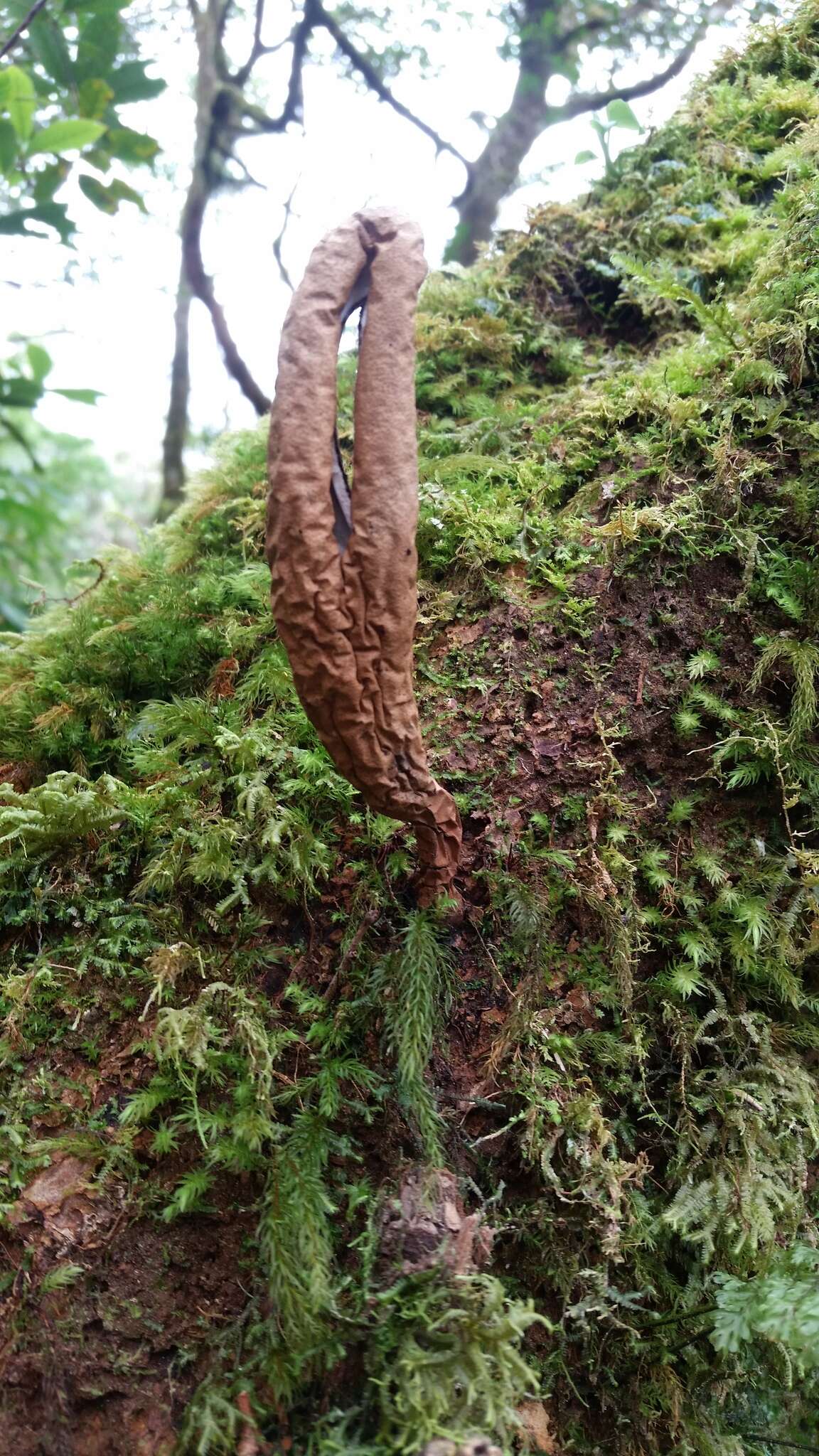 Image of Xylaria telfairii (Berk.) Sacc.