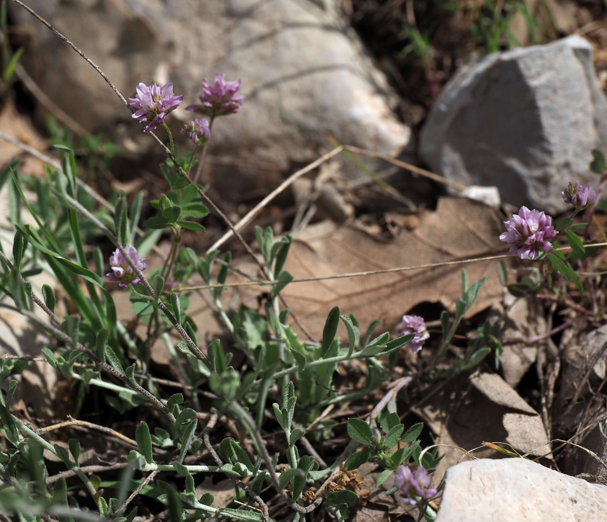 Image de Trifolium erubescens Fenzl