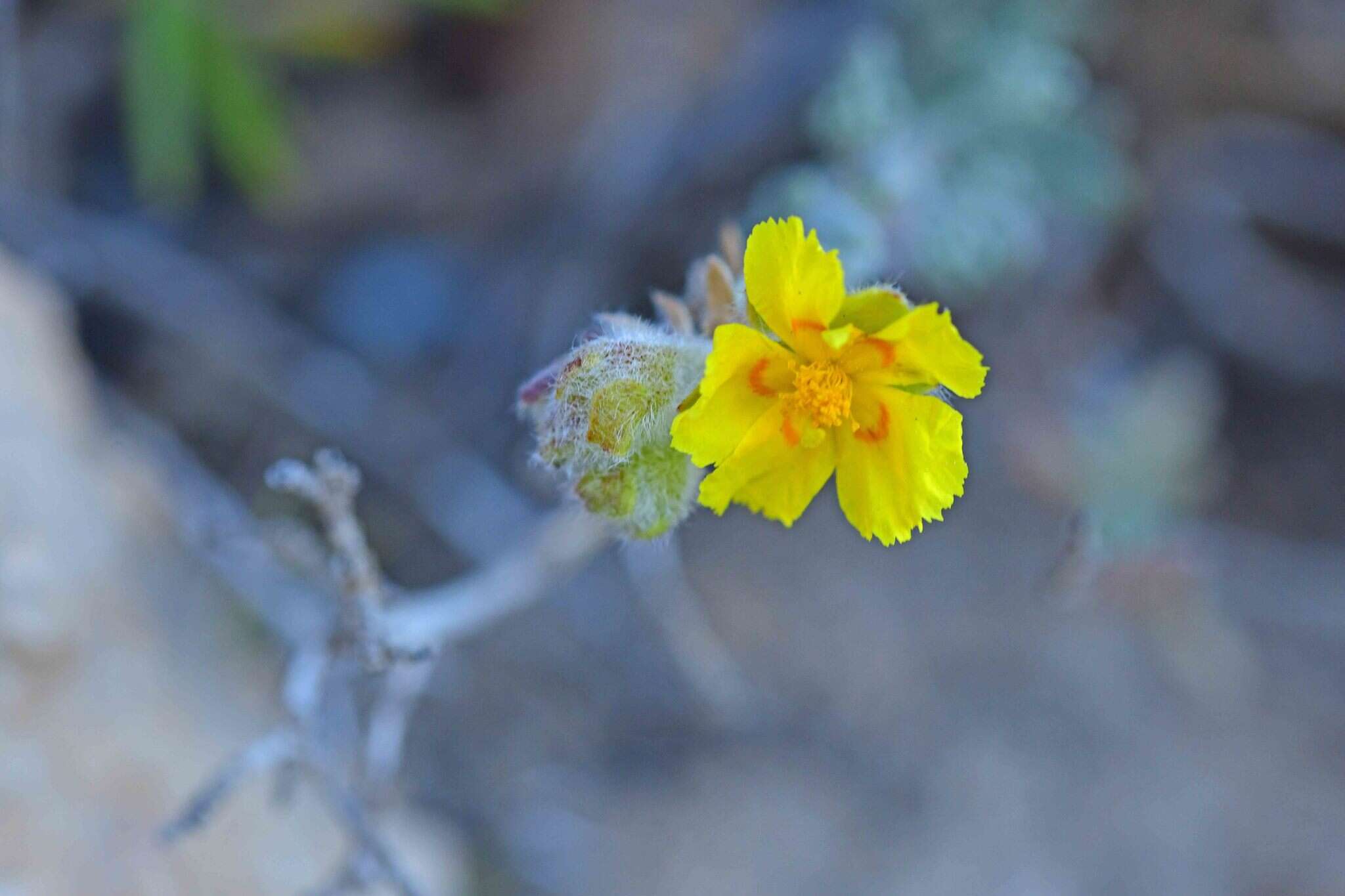 Helianthemum caput-felis Boiss. resmi