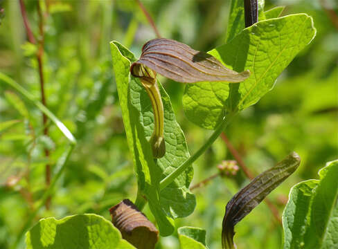 Image of Smearwort