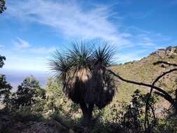 Image de Nolina beldingii Brandegee