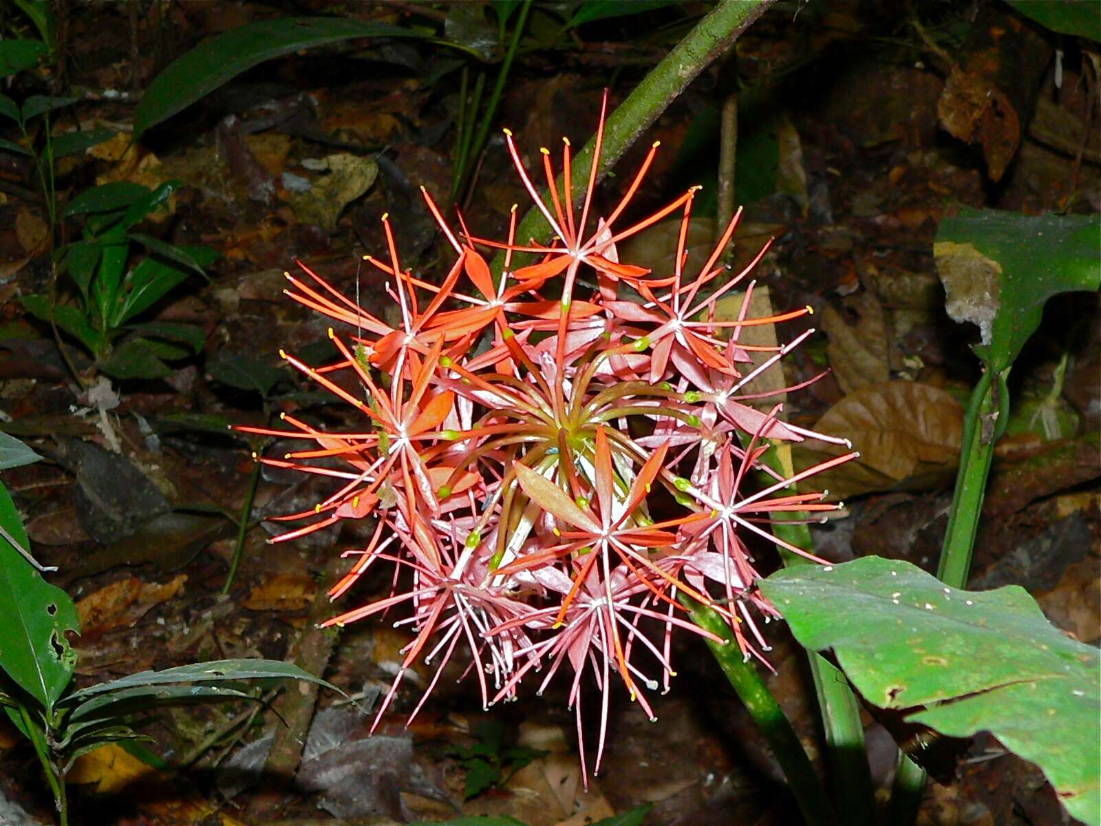 Image of Scadoxus cinnabarinus (Decne.) Friis & Nordal