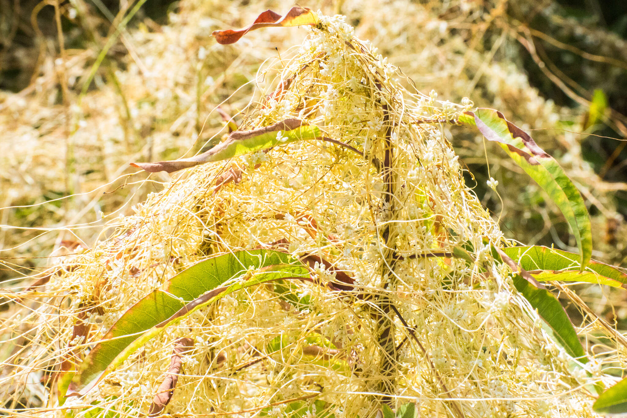 Image of Cuscuta ceanothii Behr