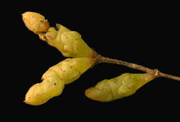 Image of dwarf saltwort