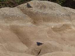 Image of Blue Rock Thrush