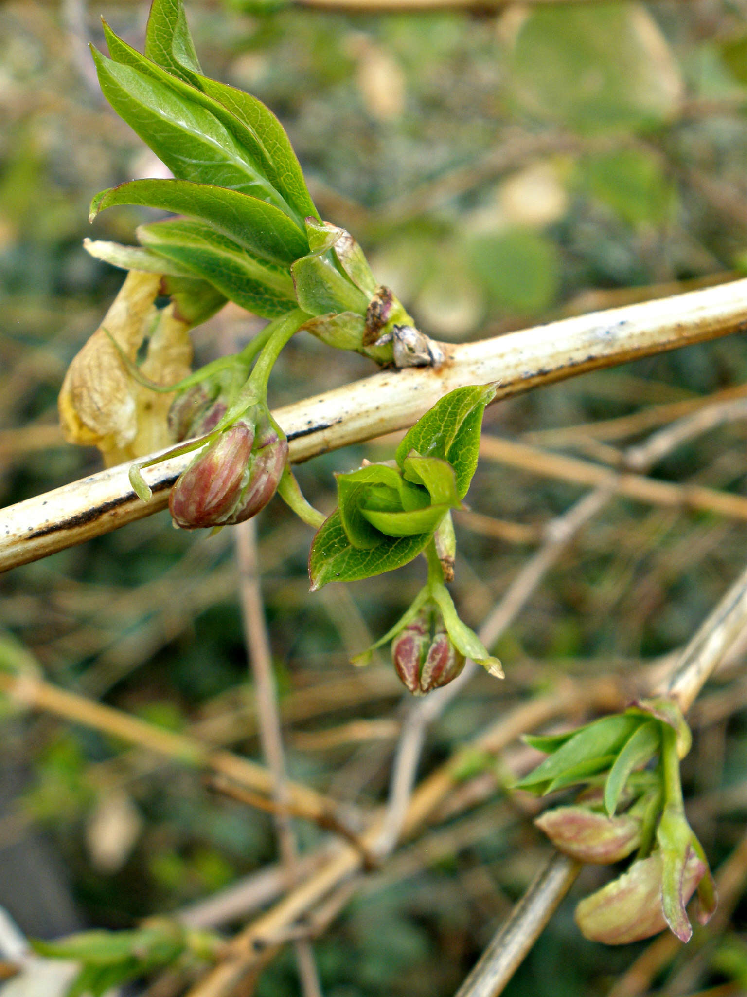 Imagem de Lonicera fragrantissima Lindl. & Paxt.