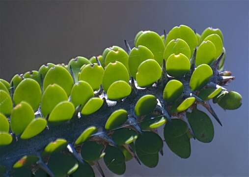 Image of Madagascan ocotillo