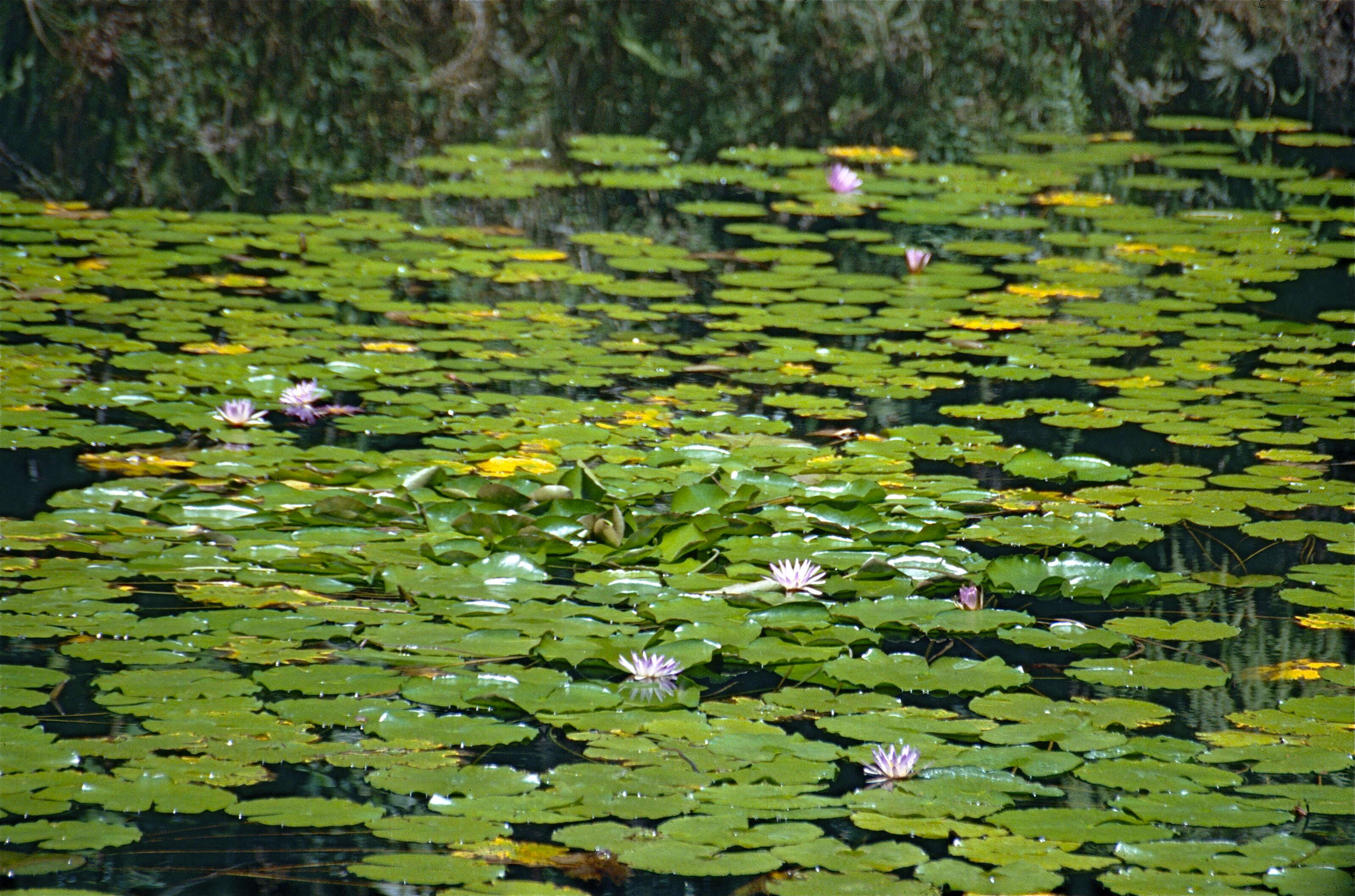 Image de Nénuphar bleu