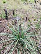 Image of Georgia beargrass