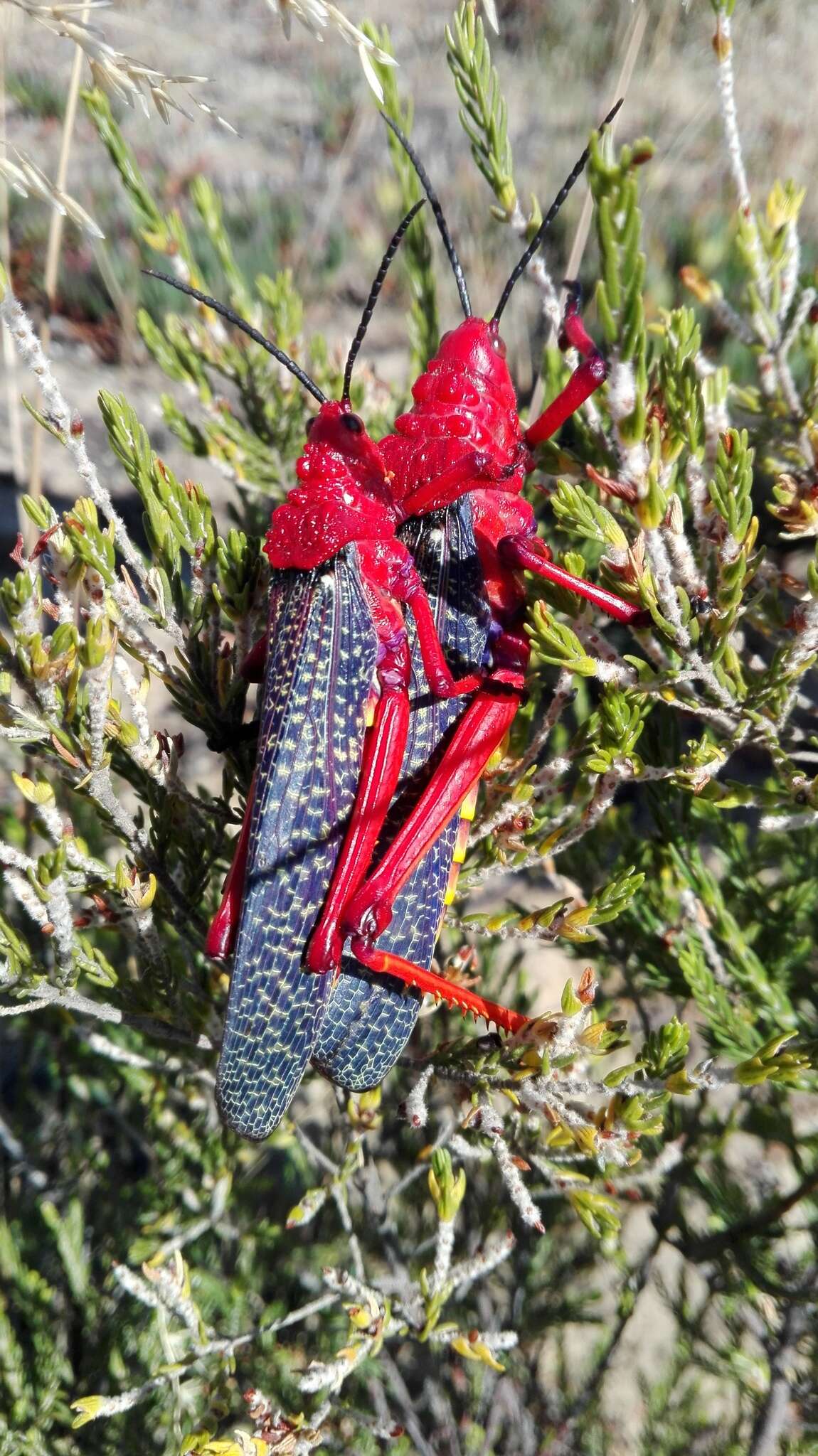 Image of Phymateus (Phymateus) morbillosus (Linnaeus 1758)