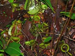 Image of Flask-Shaped Pitcher-Plant