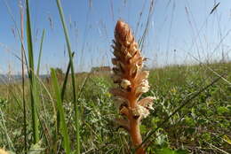 Image of Orobanche amethystea Thuill.