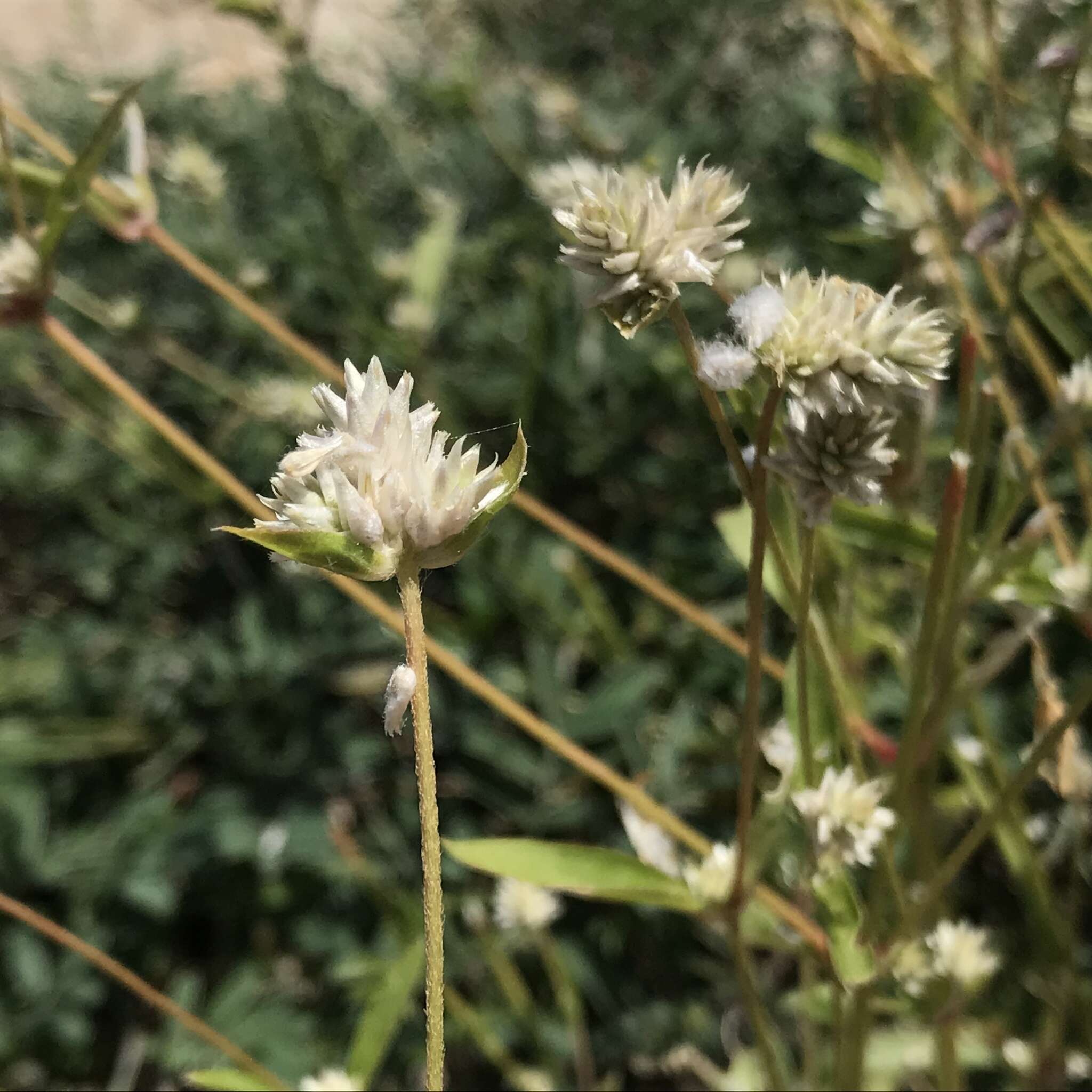 Image of Sonoran globe amaranth