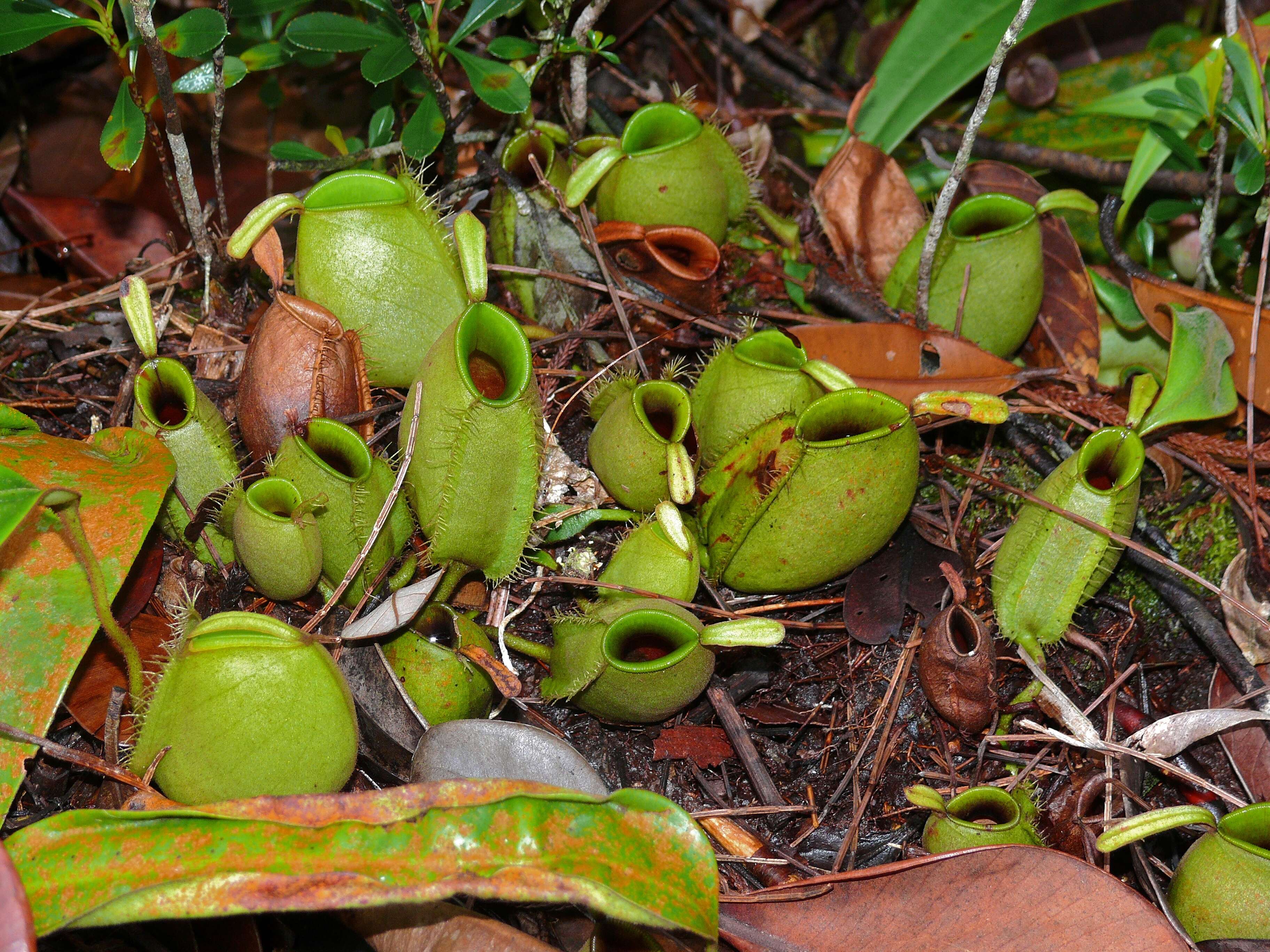 Image of Flask-Shaped Pitcher-Plant