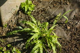 Image of Panama Crown Grass