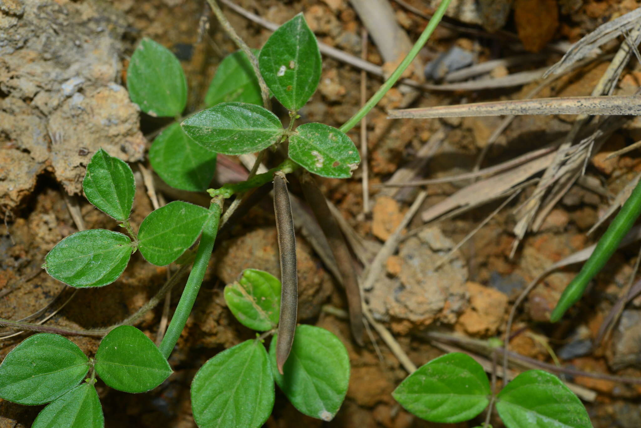 Imagem de Vigna minima (Roxb.) Ohwi & H. Ohashi