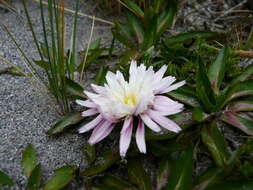 Image de Hypochaeris sessiliflora Kunth