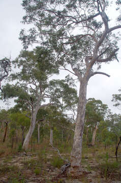 Image of Eucalyptus pachycalyx subsp. pachycalyx