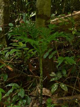 Amorphophallus paeoniifolius (Dennst.) Nicolson resmi