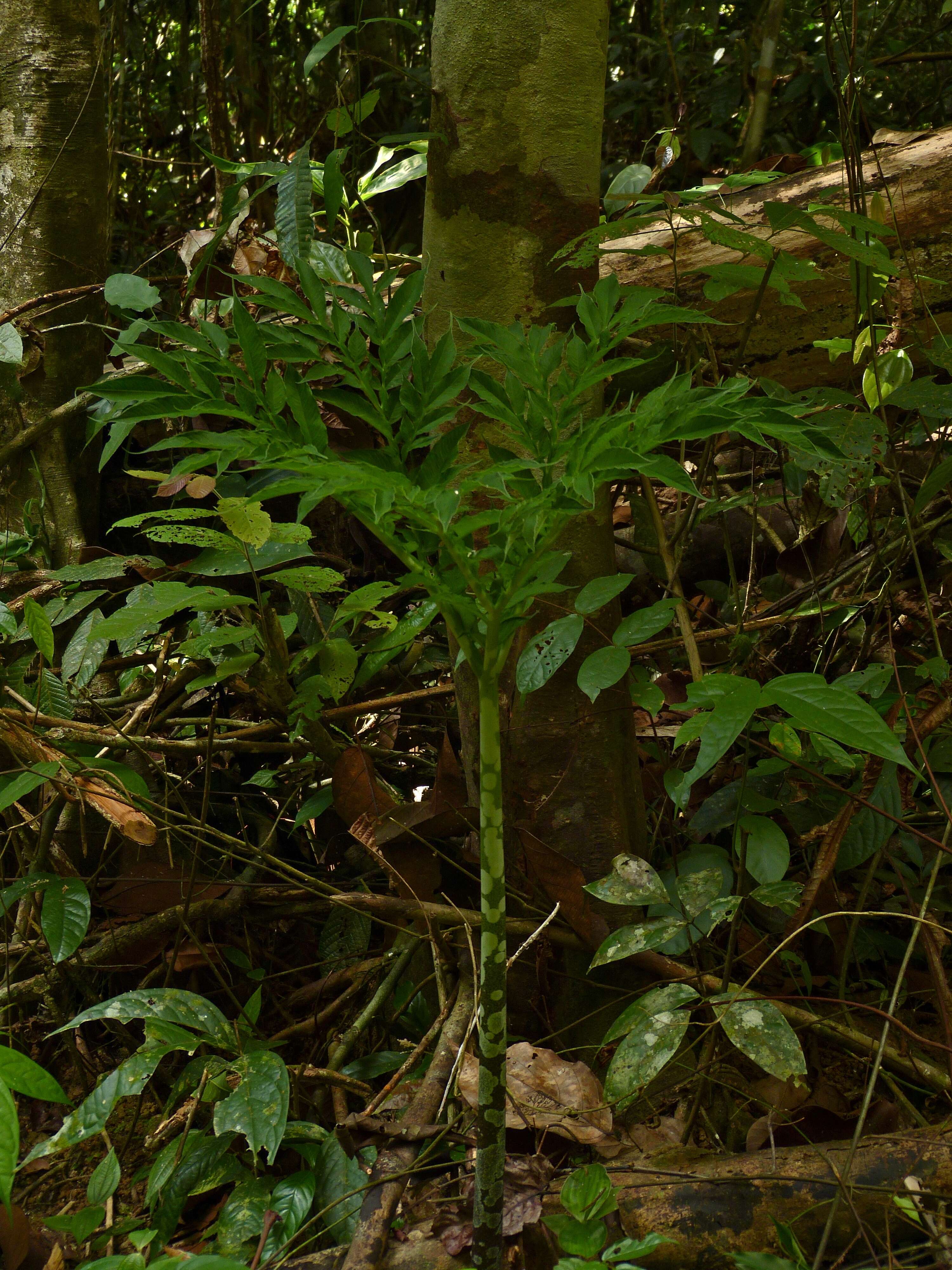 Image of Elephant foot yam