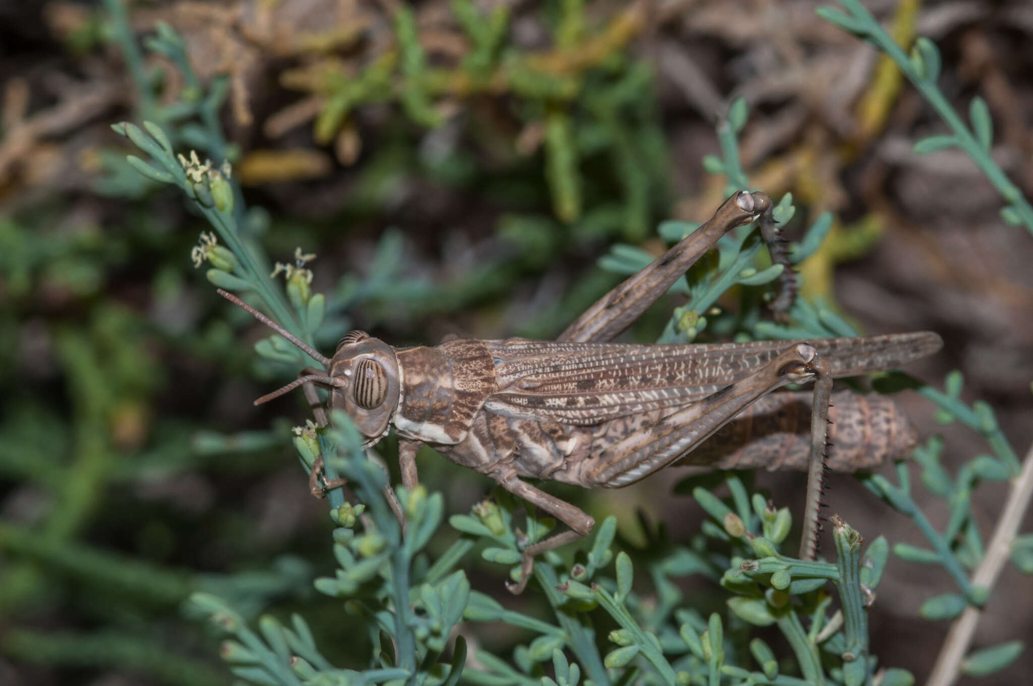 Imagem de Dericorys annulata (Fieber 1853)