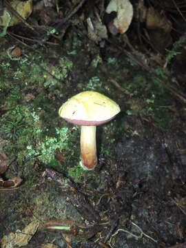 Image of Chalciporus amarellus (Quél.) Bataille