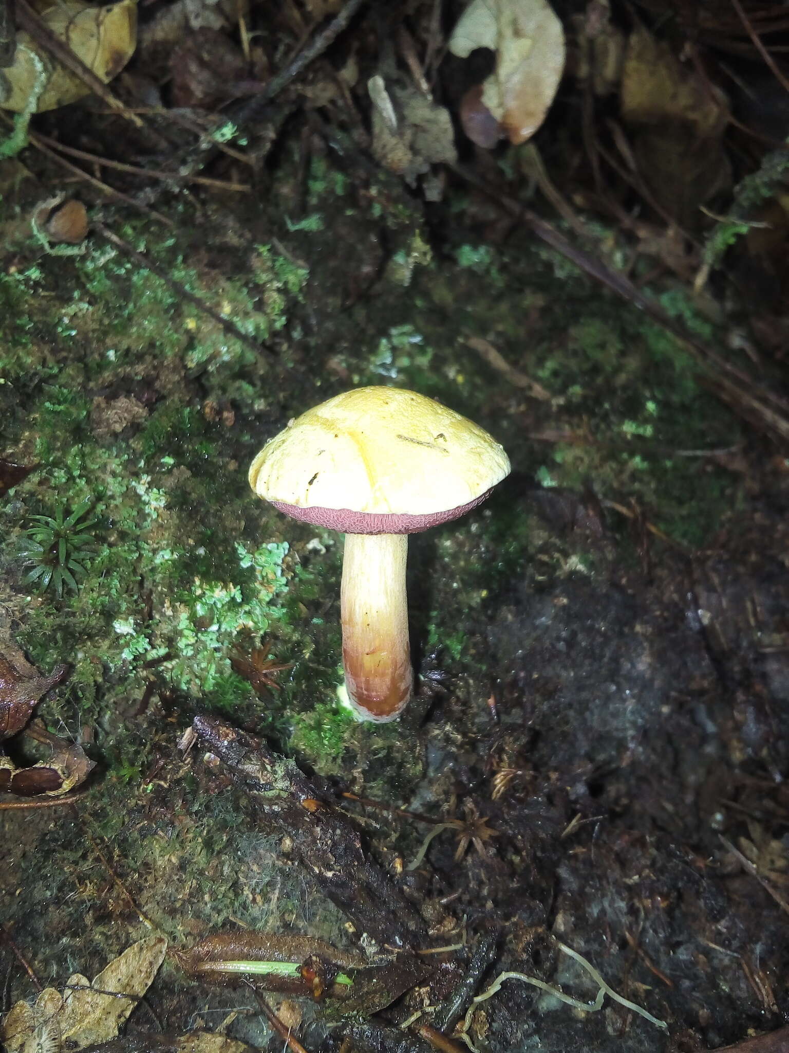 Image of Chalciporus amarellus (Quél.) Bataille