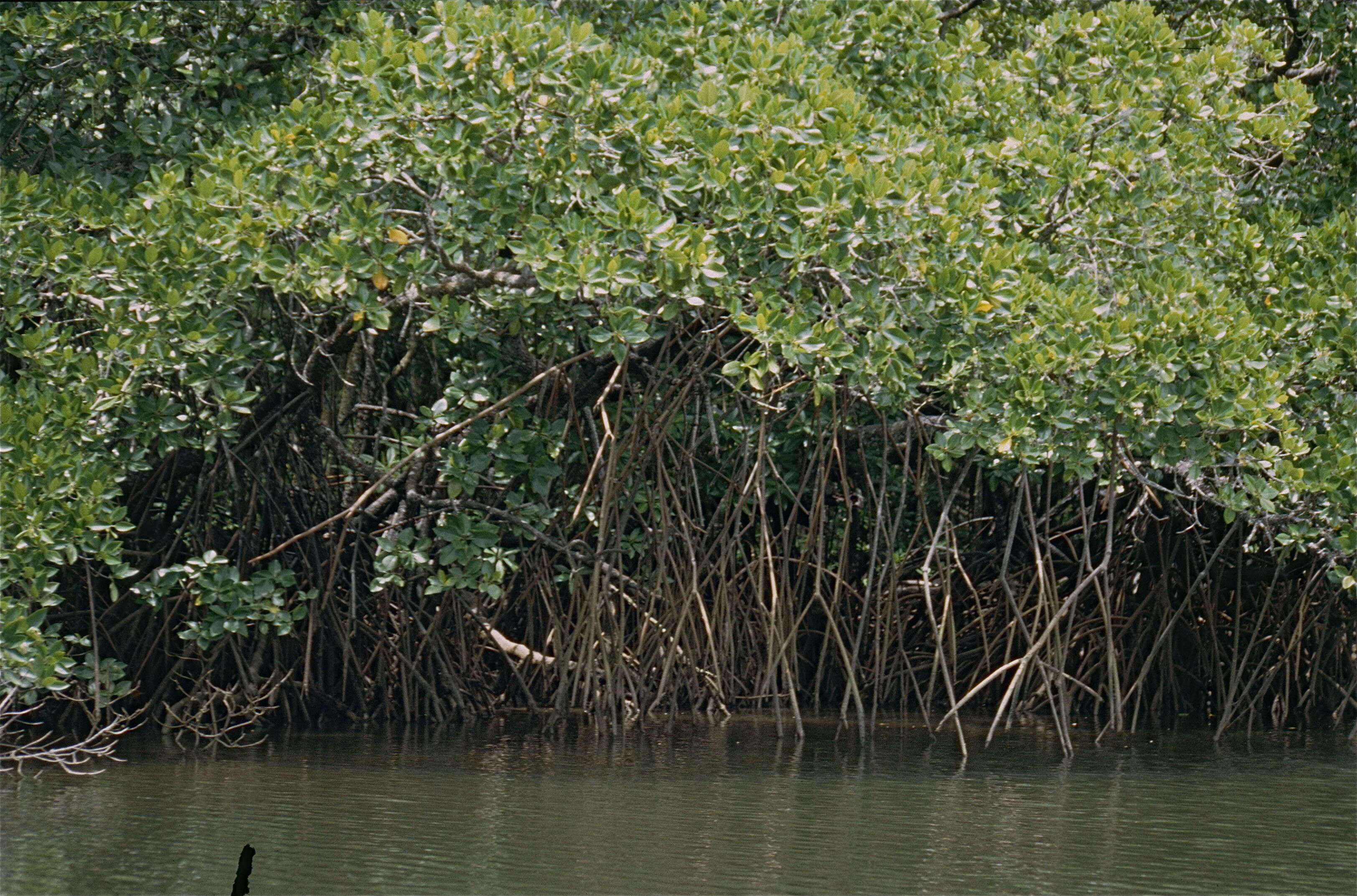 Plancia ëd Rhizophora mucronata Lam.