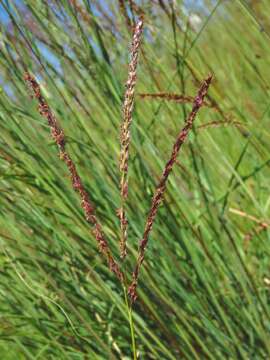 Image of Digitaria tricholaenoides Stapf