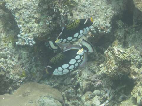 Image of clown triggerfish