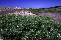 Image of dune willow