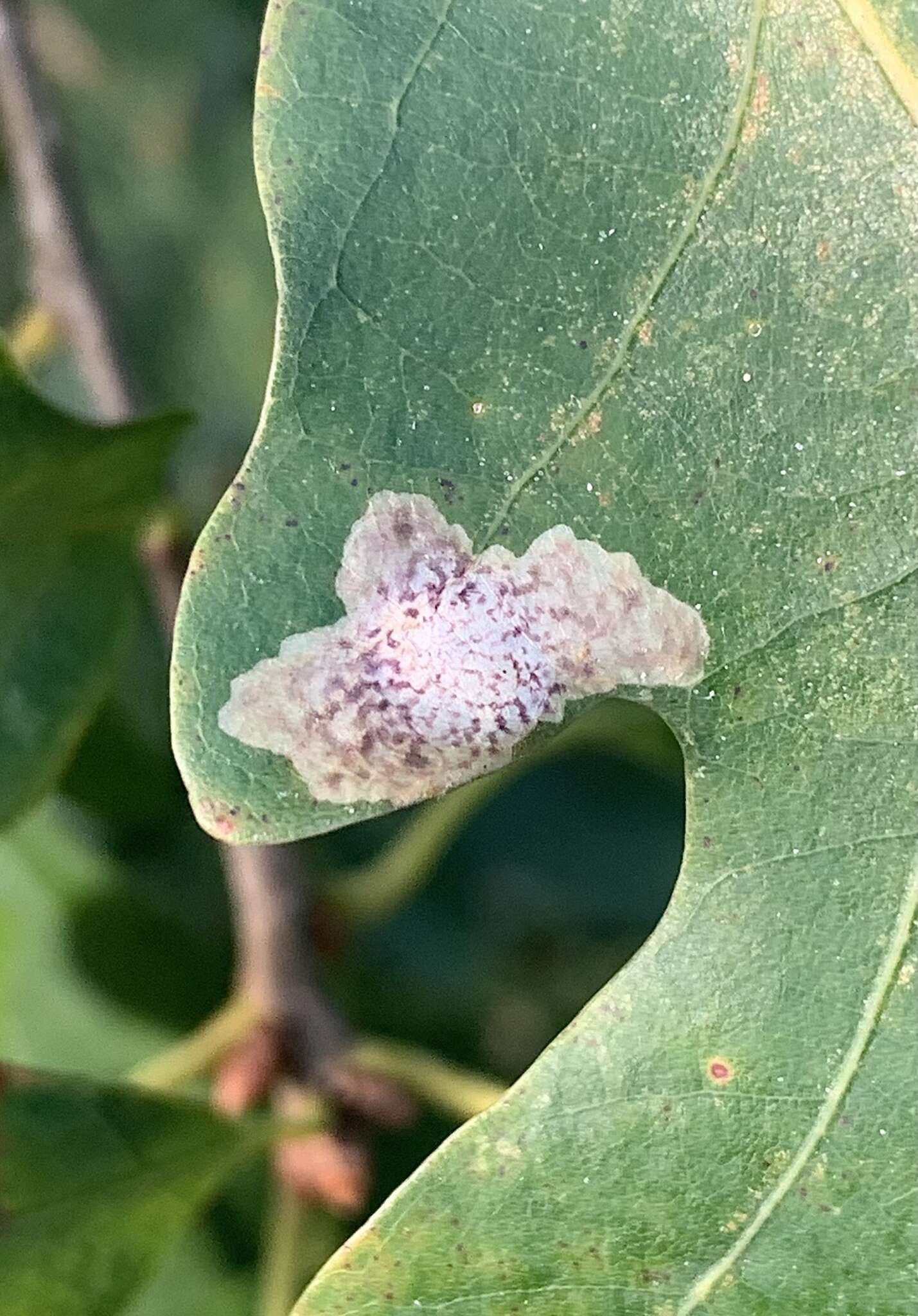 Image of Oak Blotch Miner