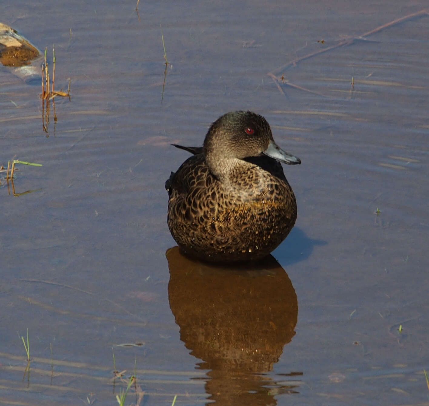 Image of Chestnut Teal