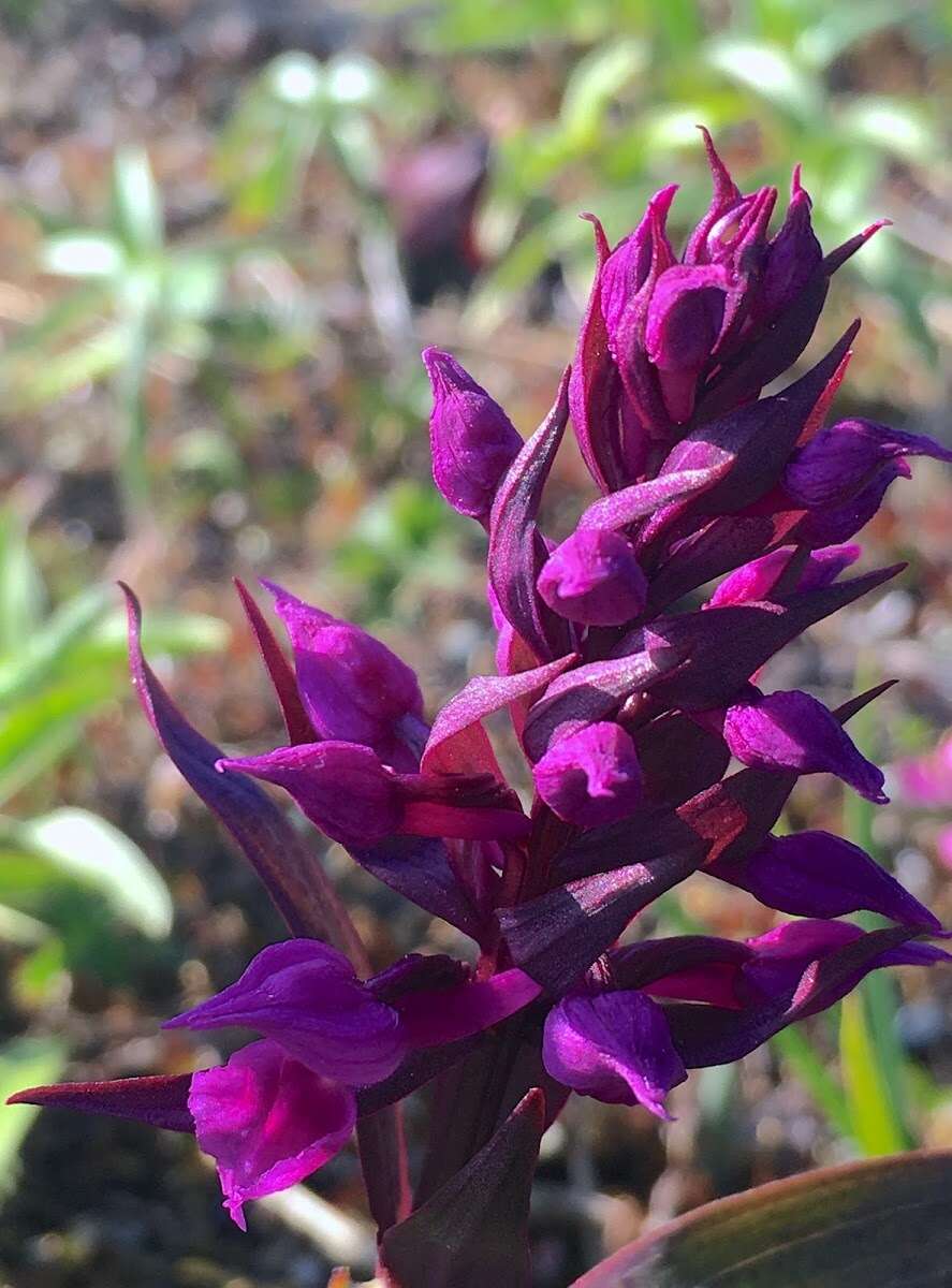 Image de Dactylorhiza aristata (Fisch. ex Lindl.) Soó