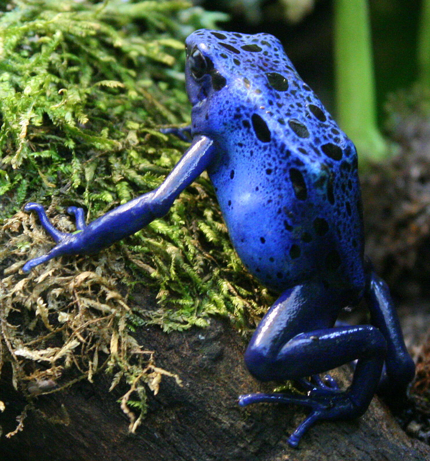 Image of Dendrobates azureus