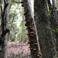 Image of Anthracophyllum discolor (Mont.) Singer 1951