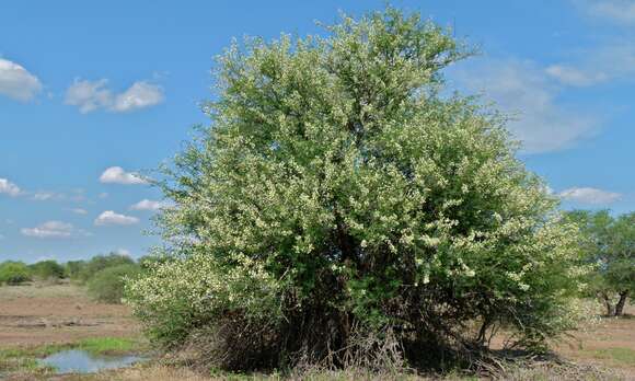 Vachellia tortilis (Forssk.) Galasso & Banfi的圖片