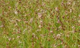 Image of Red grass