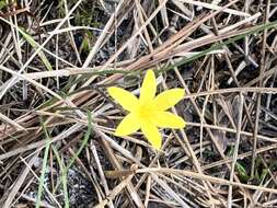 Image of fringed yellow star-grass