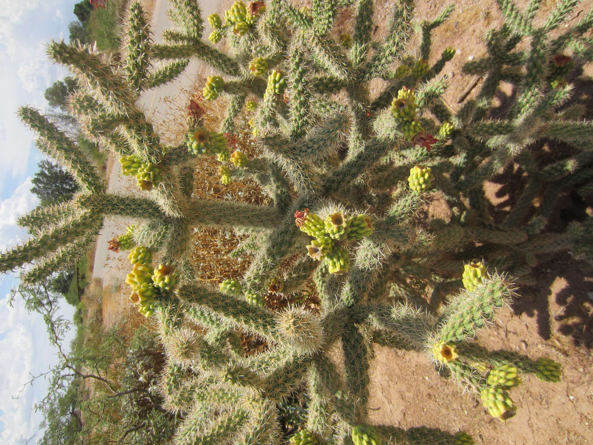 Image of Cylindropuntia imbricata subsp. spinosior