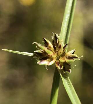 Image of Black Flat Sedge