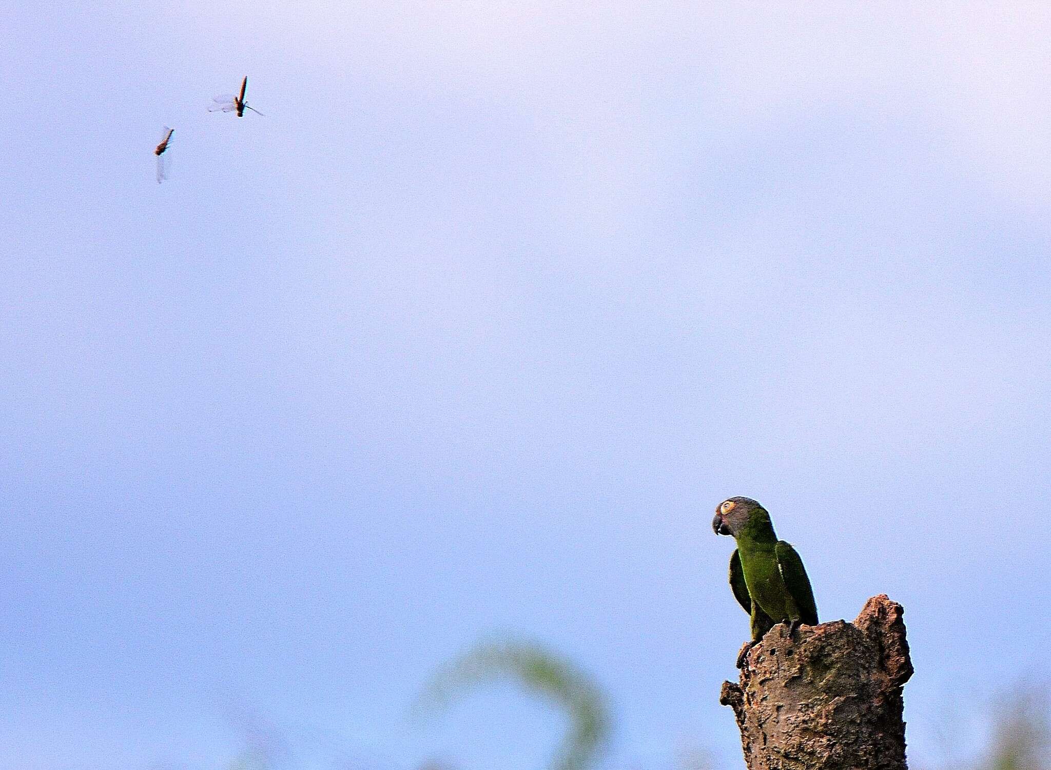 Image of Dusky-headed Parakeet