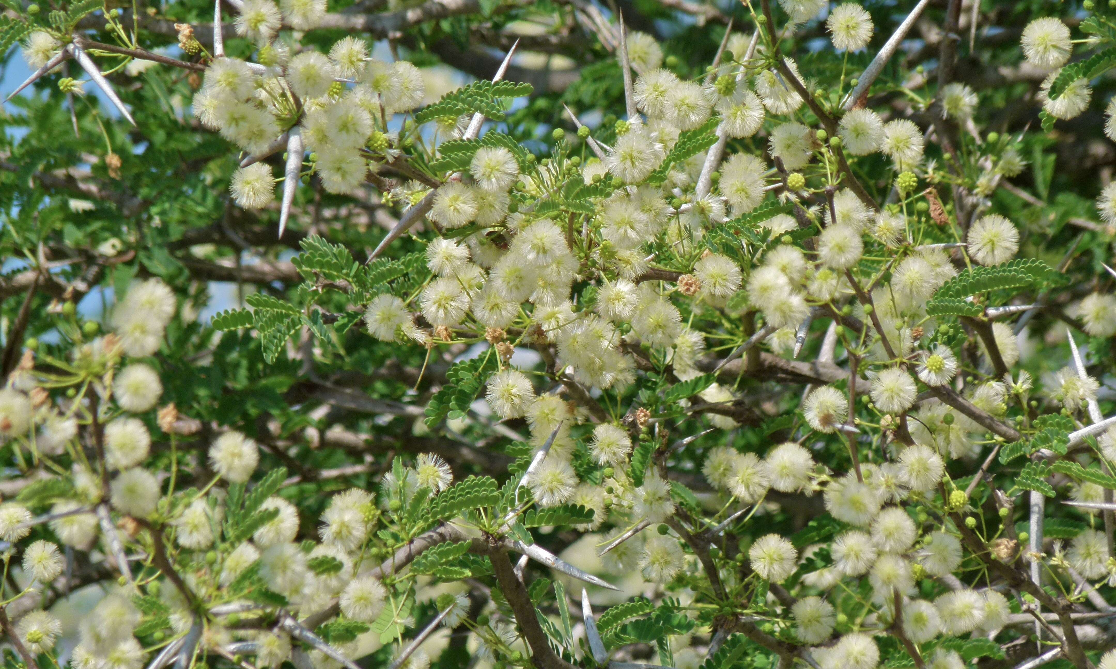 Imagem de Vachellia tortilis (Forssk.) Galasso & Banfi