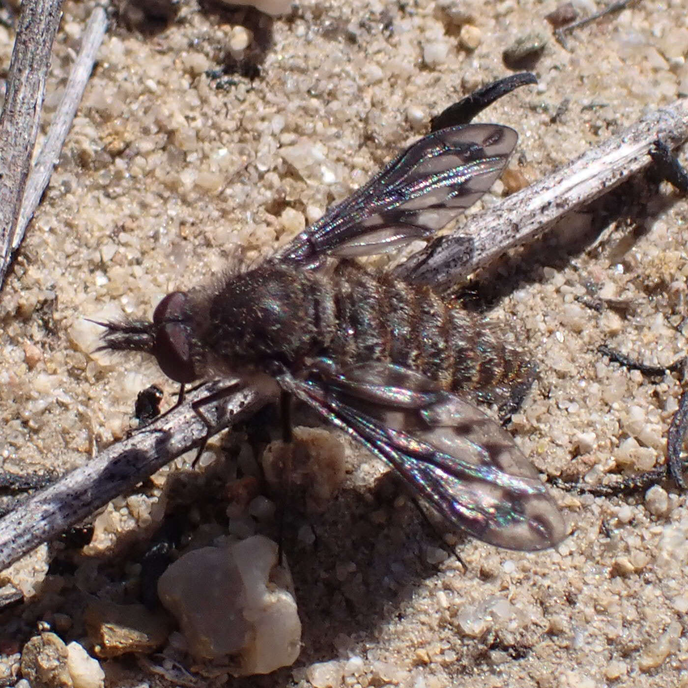 Image of Conophorus fenestratus (Osten Sacken 1877)