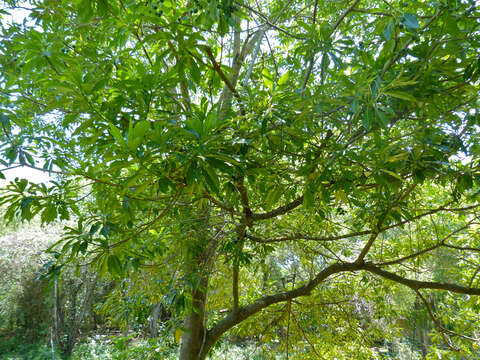 Image of Quinine tree