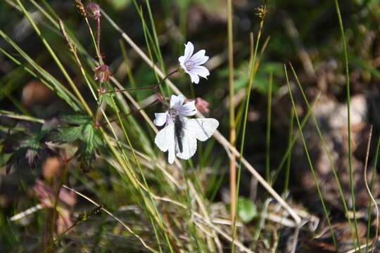 Image of Wood Crane's-bill